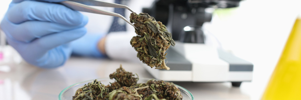 Testing by Cannabis Laboratories