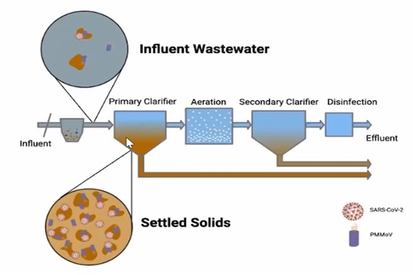 Wastewater Surveillance as a Window on Community Health - Webinar Recording